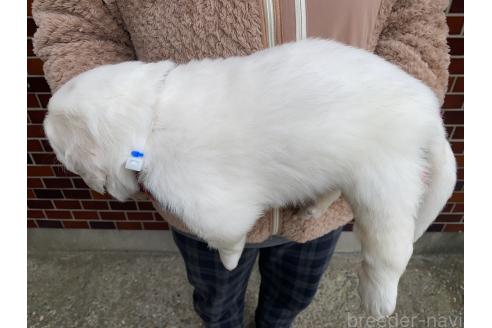 成約済の千葉県のグレートピレニーズ-359425の22枚目
